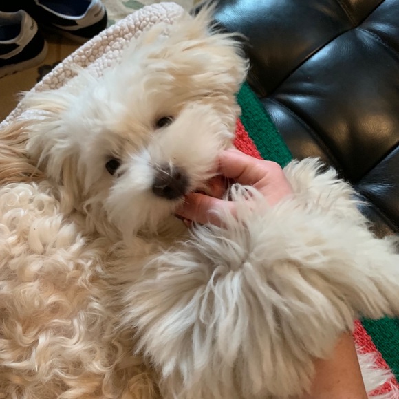 Meet your Posher, Heather - Picture 1 of 1